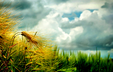 Foto: 176944, biloba Quelle: Photocase.com